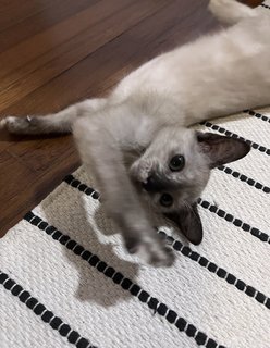 Mimi - Siamese + Domestic Short Hair Cat