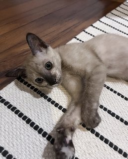 Mimi - Siamese + Domestic Short Hair Cat