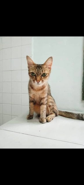 Second Chance 💕 - Domestic Short Hair Cat