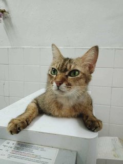 Second Chance 💕 - Domestic Short Hair Cat