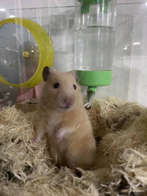 Hamsta - Syrian / Golden Hamster Hamster