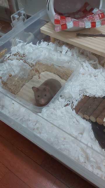 Edward - Syrian / Golden Hamster Hamster