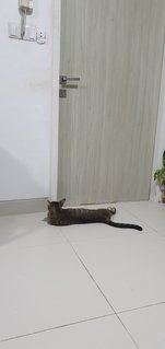 Sir - Domestic Short Hair Cat