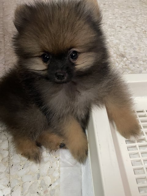 Tom - Pomeranian Dog