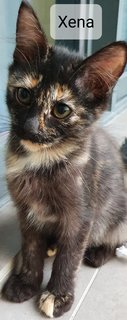 Xena - Tortoiseshell Cat