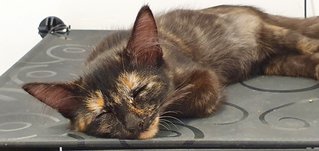 Xena - Tortoiseshell Cat