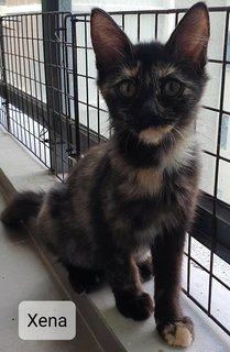 Xena - Tortoiseshell Cat