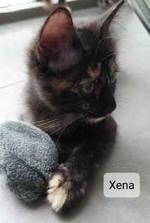 Xena - Tortoiseshell Cat