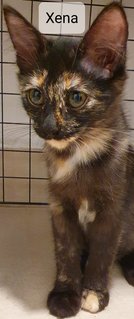 Xena - Tortoiseshell Cat