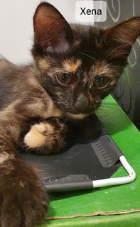 Xena - Tortoiseshell Cat