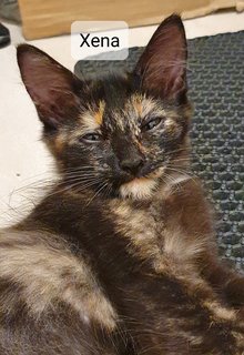 Xena - Tortoiseshell Cat