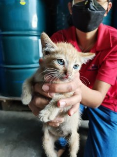 Oyen 1 - Domestic Short Hair Cat