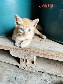 Oyen 1 - Domestic Short Hair Cat