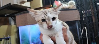 🤩bulat, Pet, Tobi, Fluffy  - Bengal + Domestic Medium Hair Cat