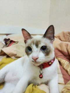 Che Putih - Domestic Short Hair Cat