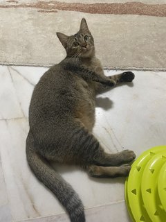 Gigi - Domestic Short Hair + Tabby Cat