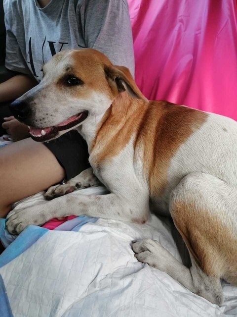 Choki, Brownie &amp; Oreo - Mixed Breed Dog