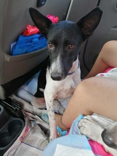 Choki, Brownie &amp; Oreo - Mixed Breed Dog