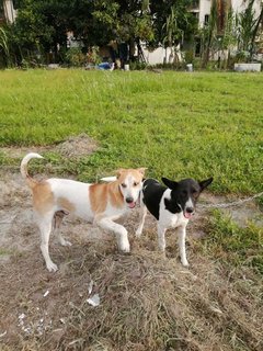 Choki, Brownie &amp; Oreo - Mixed Breed Dog