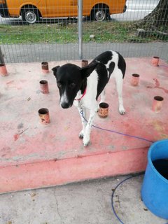 Choki, Brownie &amp; Oreo - Mixed Breed Dog