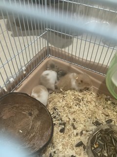 Baby Hamster - Syrian / Golden Hamster Hamster