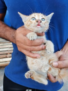 Oyen3 - Domestic Short Hair Cat