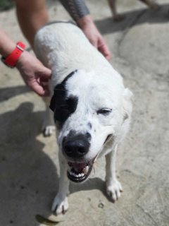 Donna - Shepherd + Dalmatian Dog