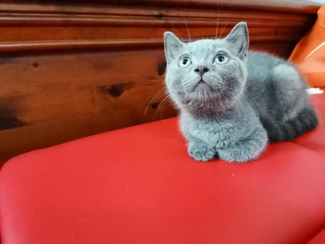 Kevin - British Shorthair Cat