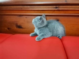 Kevin - British Shorthair Cat