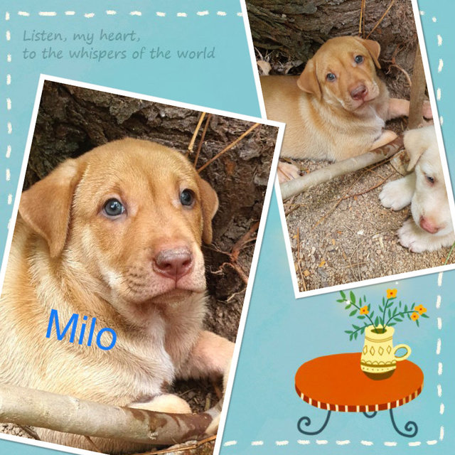 Milo - Mixed Breed Dog