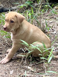 Milo - Mixed Breed Dog