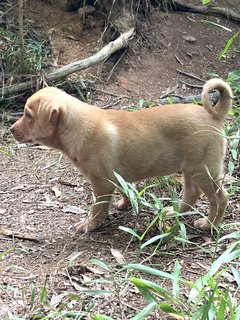 Milo - Mixed Breed Dog