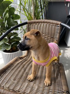 Little Mochi (Chi Chi)  - Mixed Breed Dog