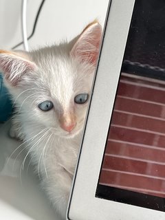 Blueeyes - Domestic Medium Hair Cat