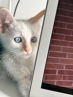 Blueeyes - Domestic Medium Hair Cat