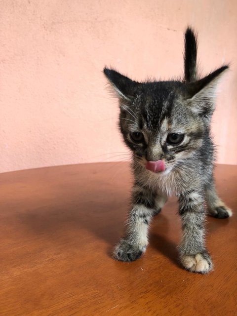 Oreo - Domestic Short Hair Cat