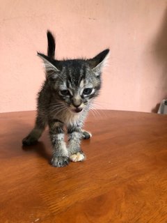 Oreo - Domestic Short Hair Cat