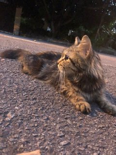 Grumpy - Domestic Medium Hair Cat