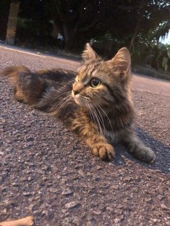 Grumpy - Domestic Medium Hair Cat