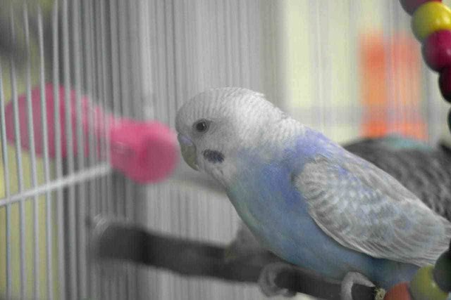 Candy - Budgie/Budgerigar Bird