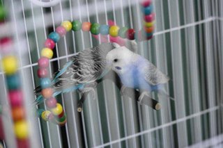 Candy - Budgie/Budgerigar Bird