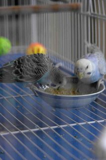 Candy - Budgie/Budgerigar Bird