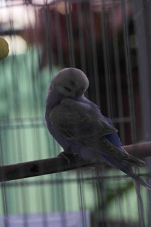 Candy - Budgie/Budgerigar Bird