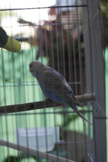 Candy - Budgie/Budgerigar Bird