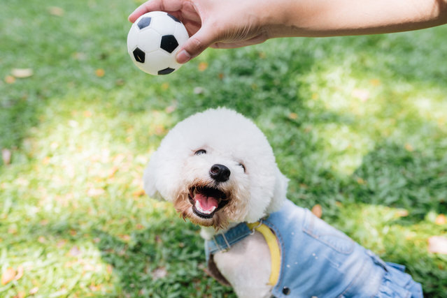 Winter - Bichon Frise Dog