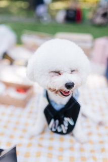 Winter - Bichon Frise Dog