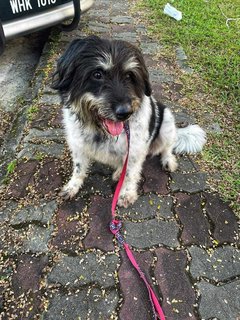 Chip - Border Collie Mix Dog