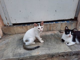 Lulu And Leo - Siamese Cat