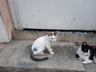 Lulu And Leo - Siamese Cat