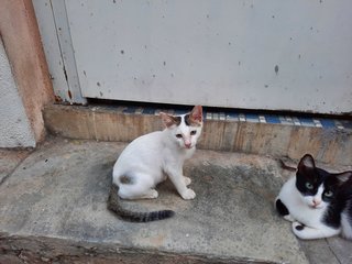 Lulu And Leo - Siamese Cat